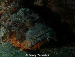 Took a shot of this scorpion fish at Dive N Trek, Anilao ... by Donny Zarsadias 